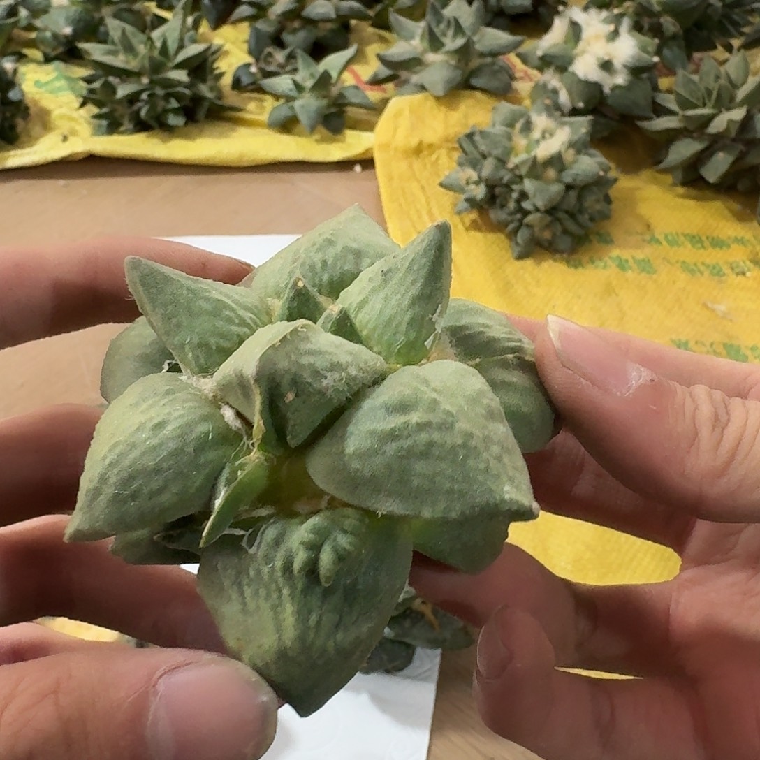 福利无根怒涛7.7cm
