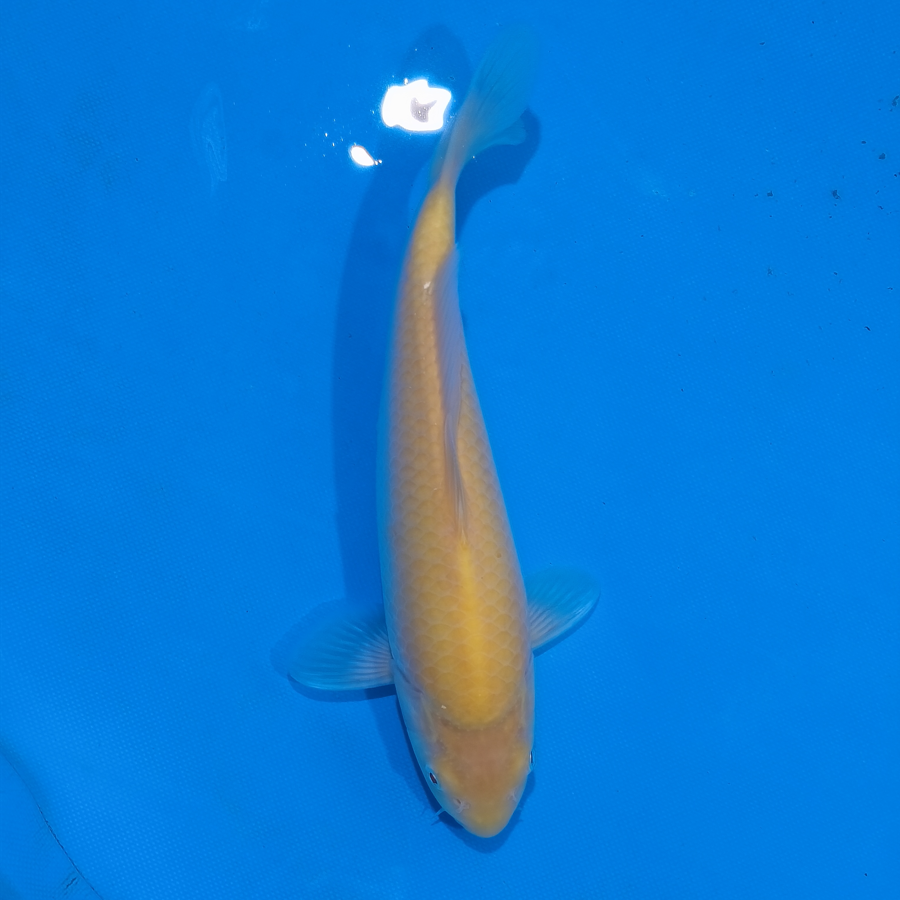 小锦润锦鲤（手术过，27cm黄芥子）锦鲤观赏活体红白大正昭和