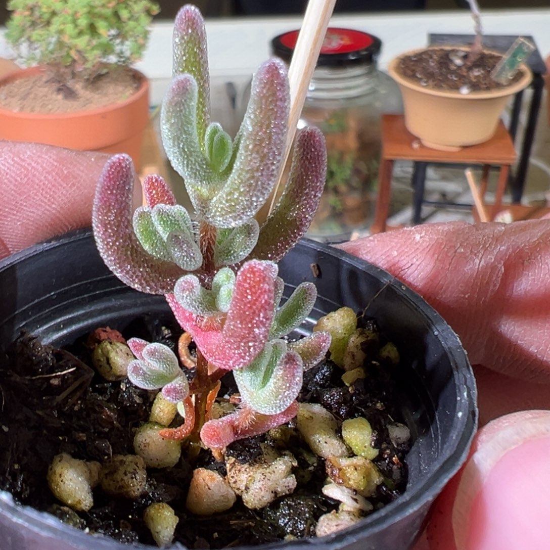 琉璃红叶50杯实生枝干