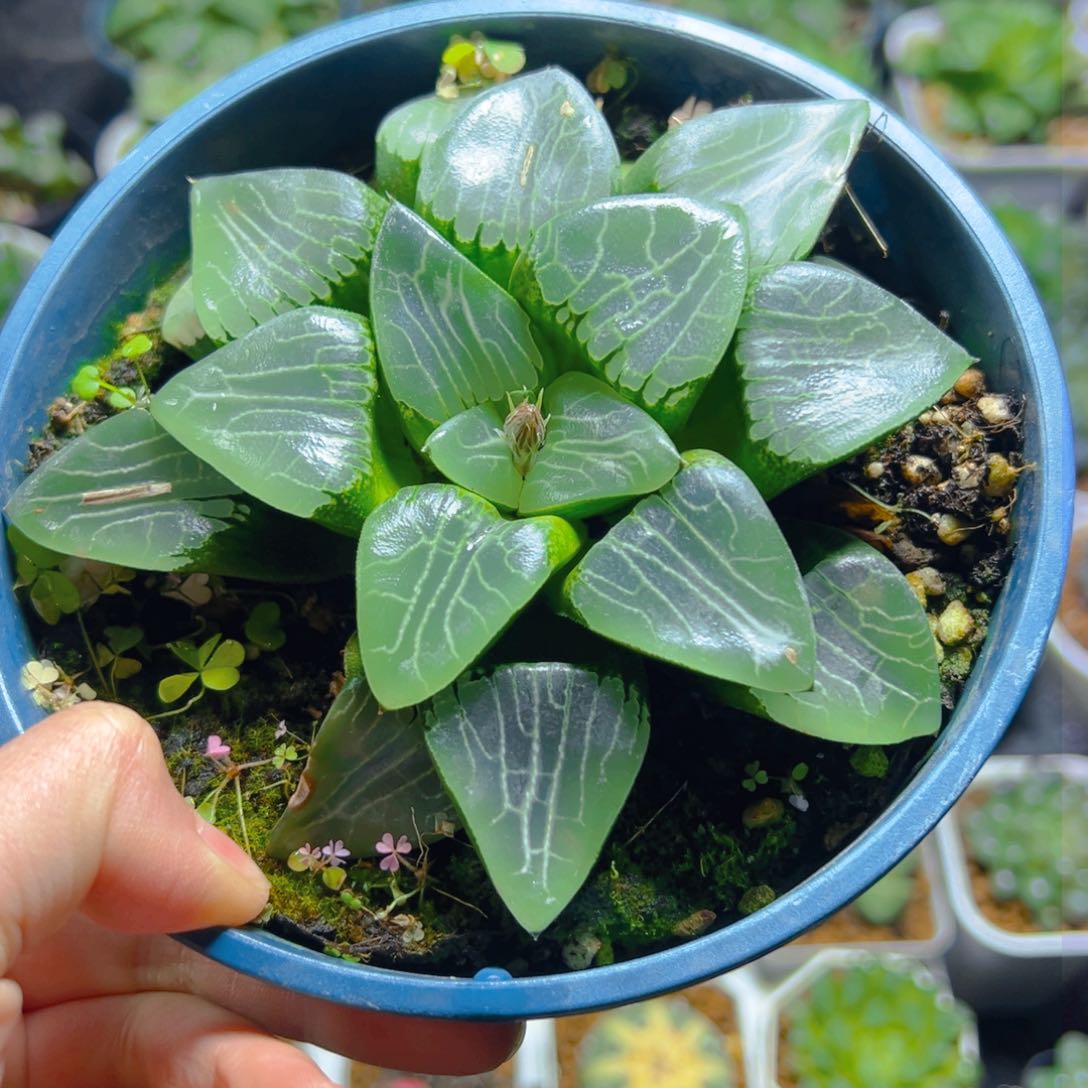 加仑盆月影母本玉露一颗