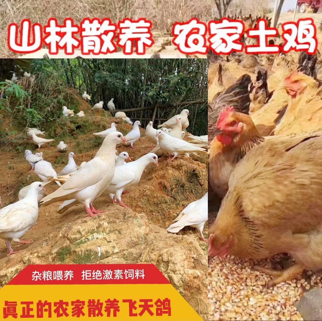 【3鸽1鸡】脆皮鸡农村散养土鸡生态养殖整鸡生鲜发货养足180天