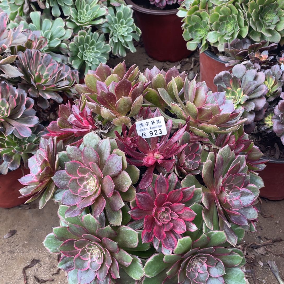 923黑魔锦多肉法师断枝不包