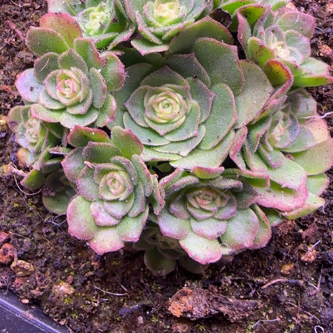 双面满天星绒毛捧花5厘米13435355353