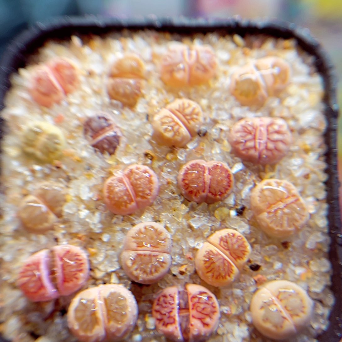 009. 8888888888889999999