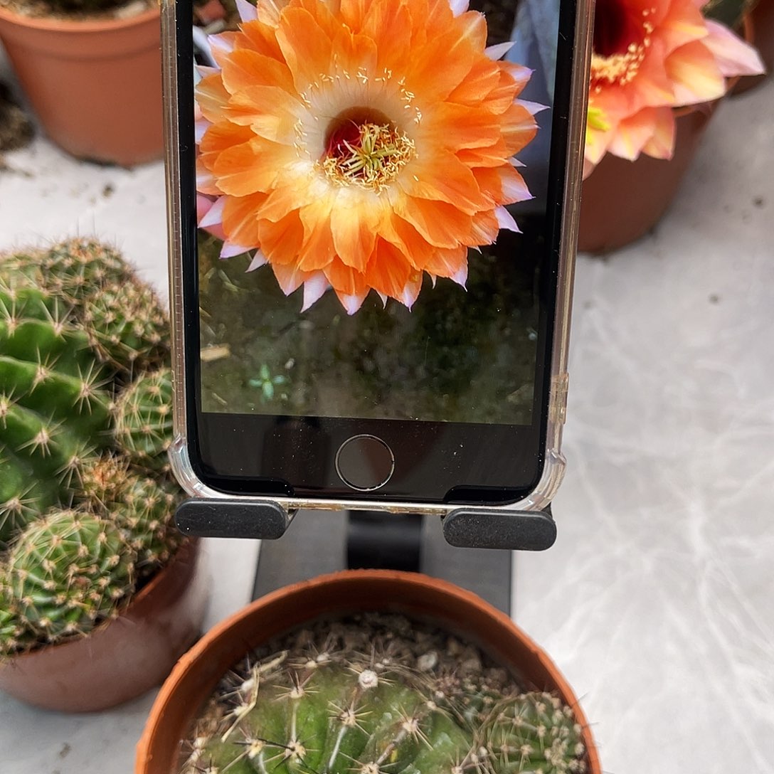 彩草72号6公分左右