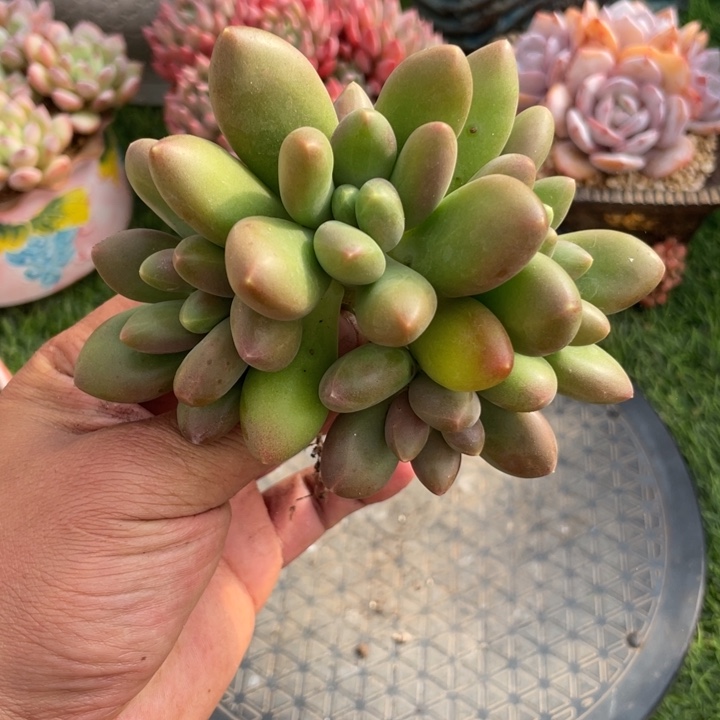 多肉植物、五头芒果奶