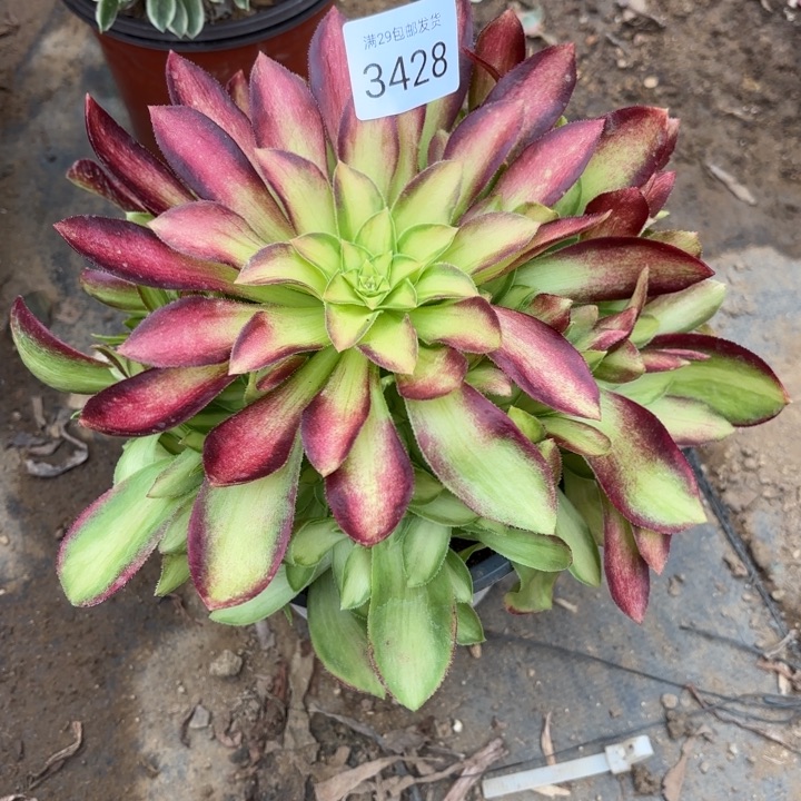 韶华多肉法师3428