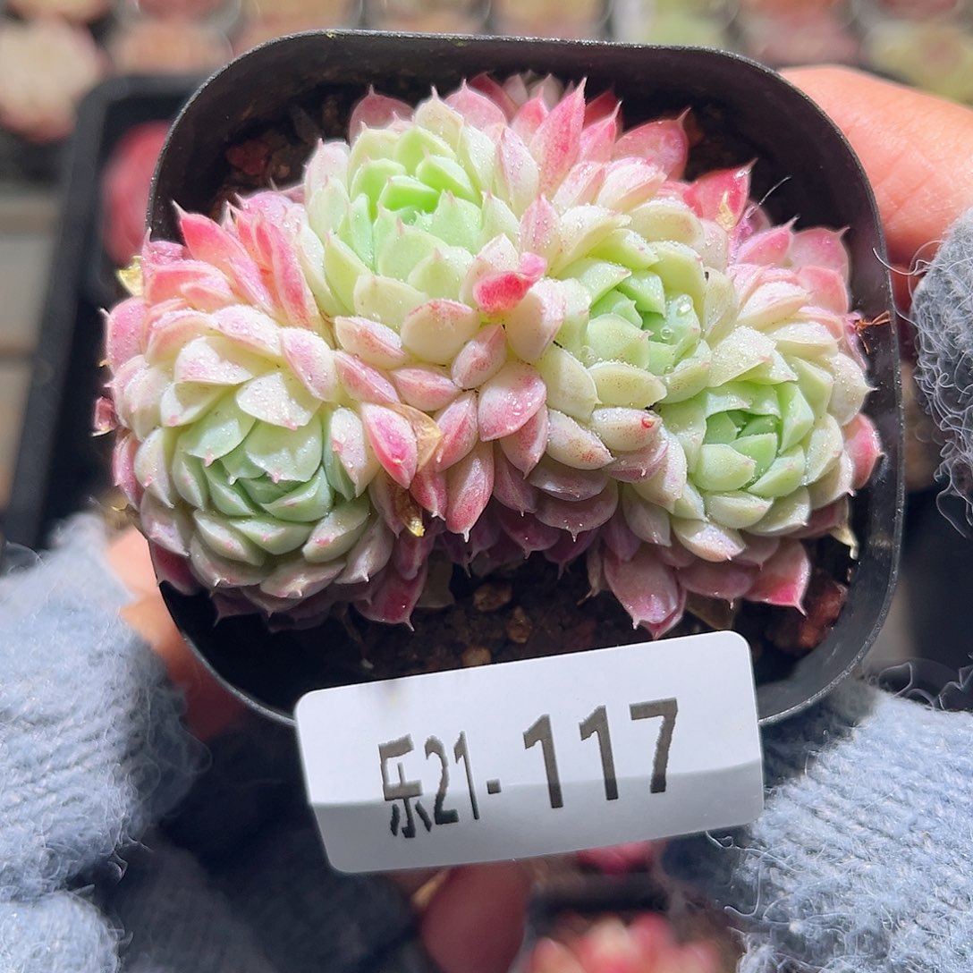 乐21-117羊指球群