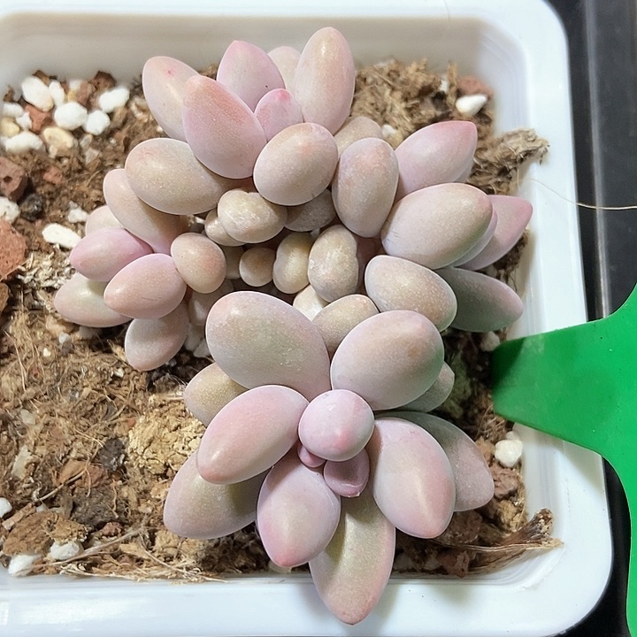 多肉植物粉色恋人945