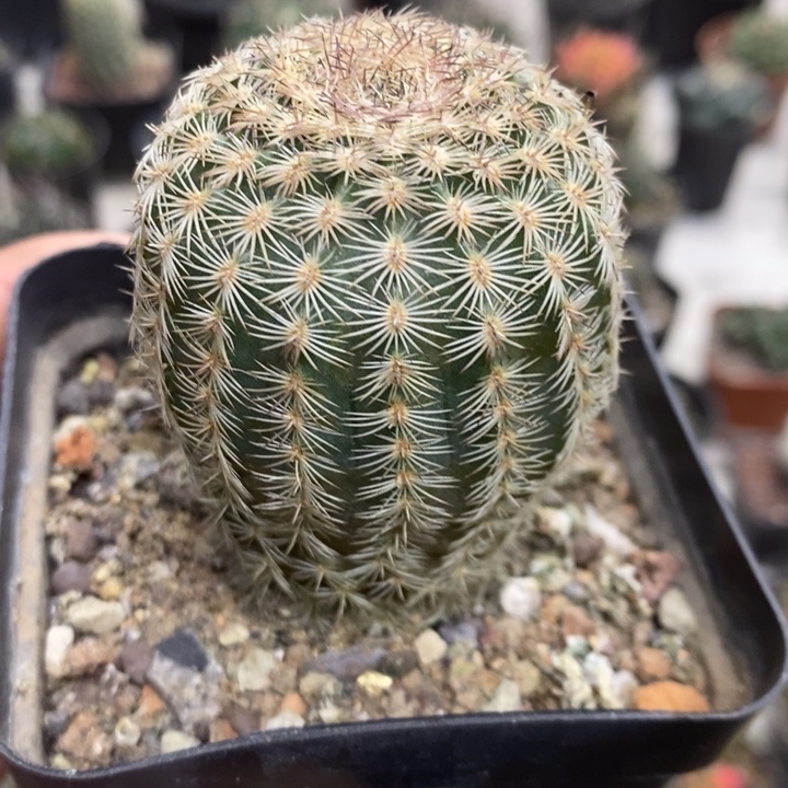 三光虾特价福利包邮