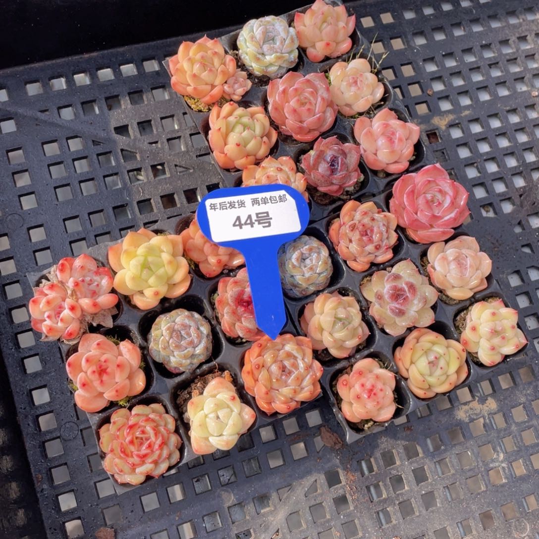 44号七彩小可爱组合九个