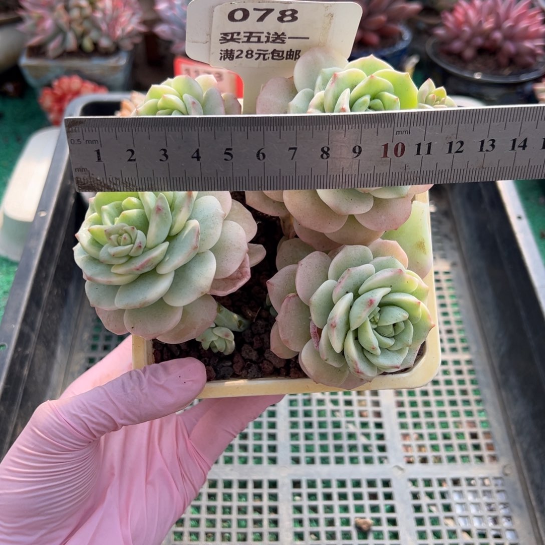 表妹精品多肉植物078.