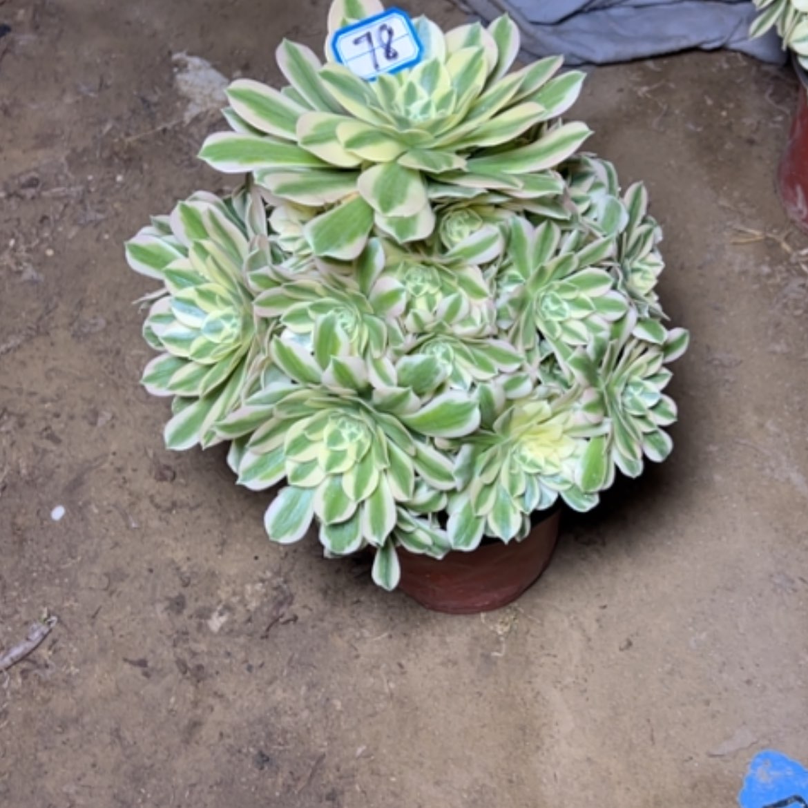 【闪购商品】多肉植物迈八赫78