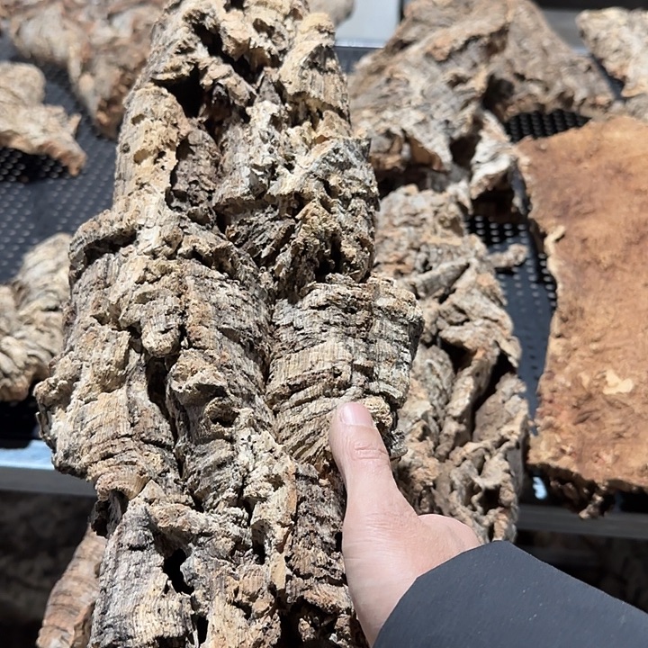 大***子无花朵一物一拍一物一发