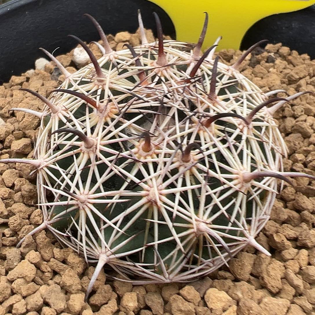 *****仙人球7439专拍实生