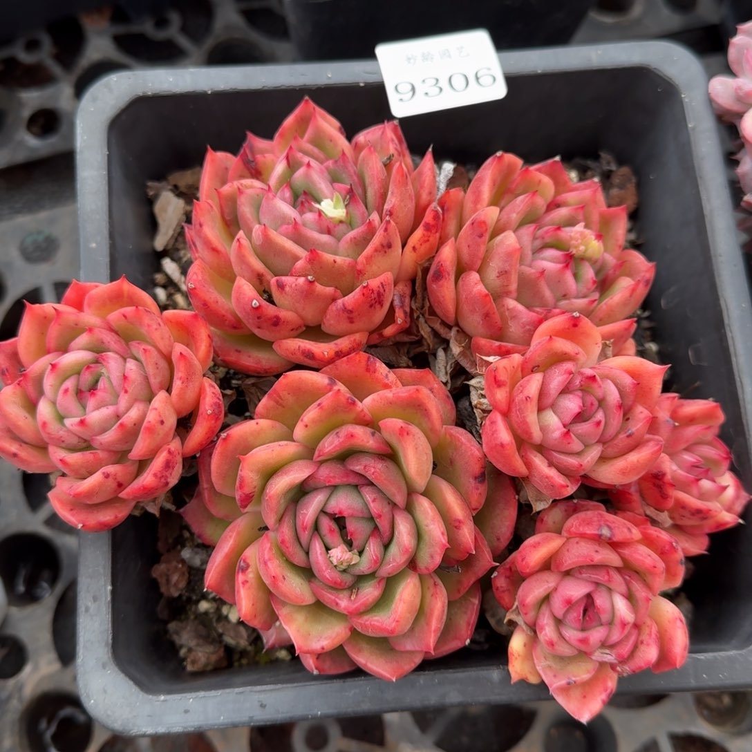 9306新年快乐发发发