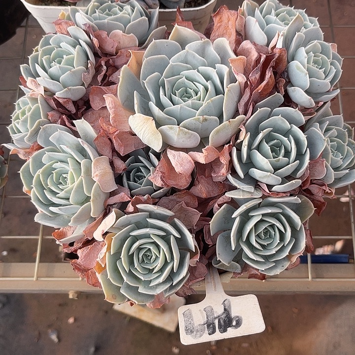 9***i在于他家吃东西949