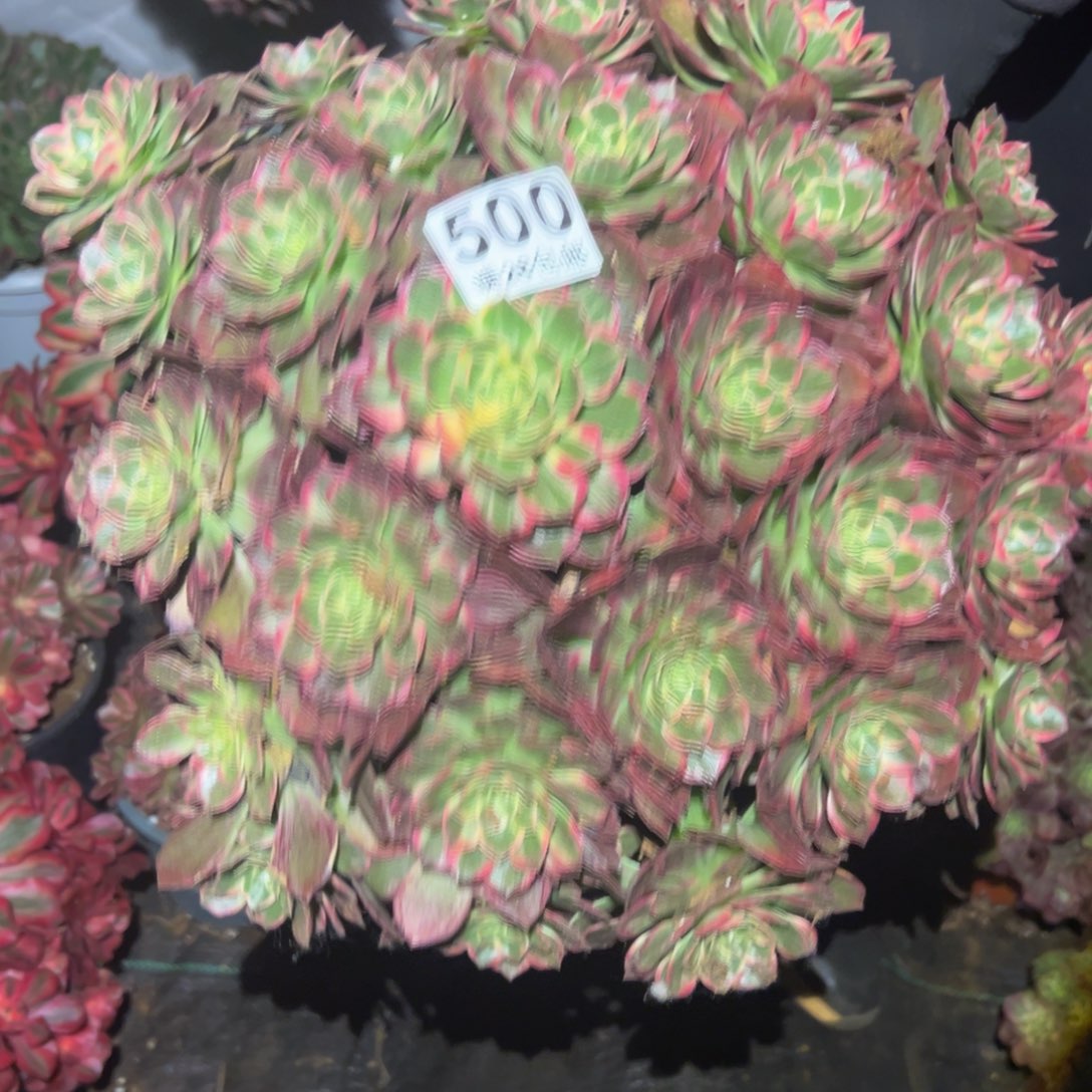 多肉植物500脱土的