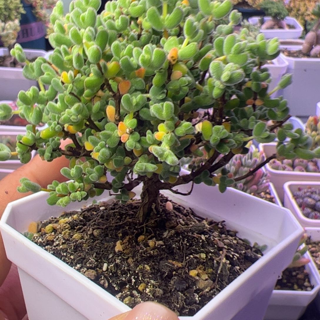 697炸多肉植物枝干月曲