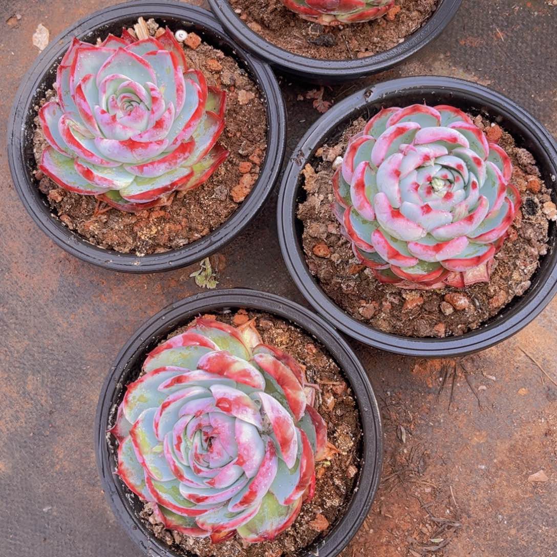 惊鸿一颗19.99脱土发