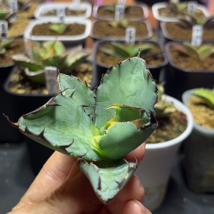 蓝鲸龙舌兰仁王冠顶芽