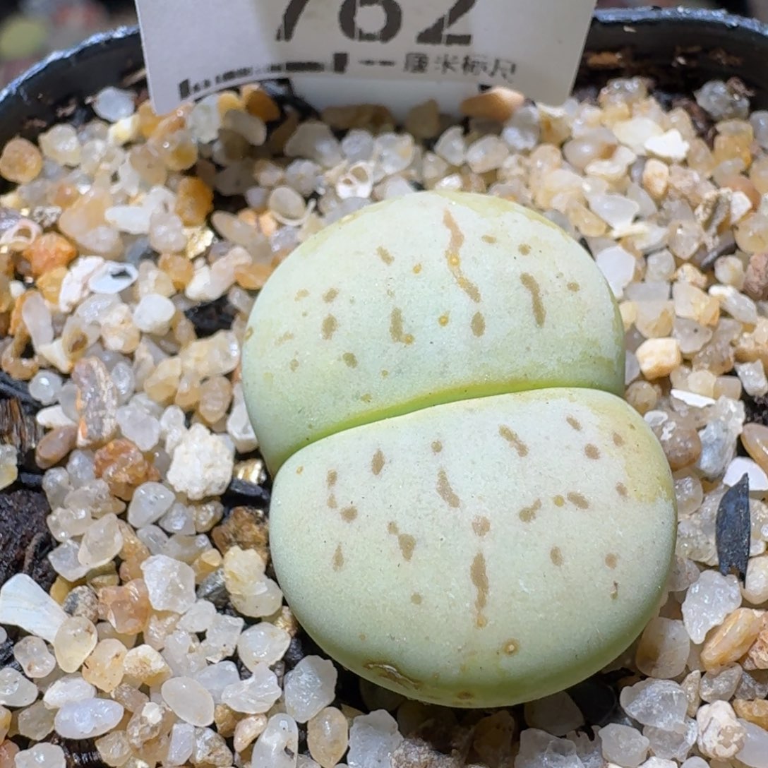 Sss清了便宜卖762