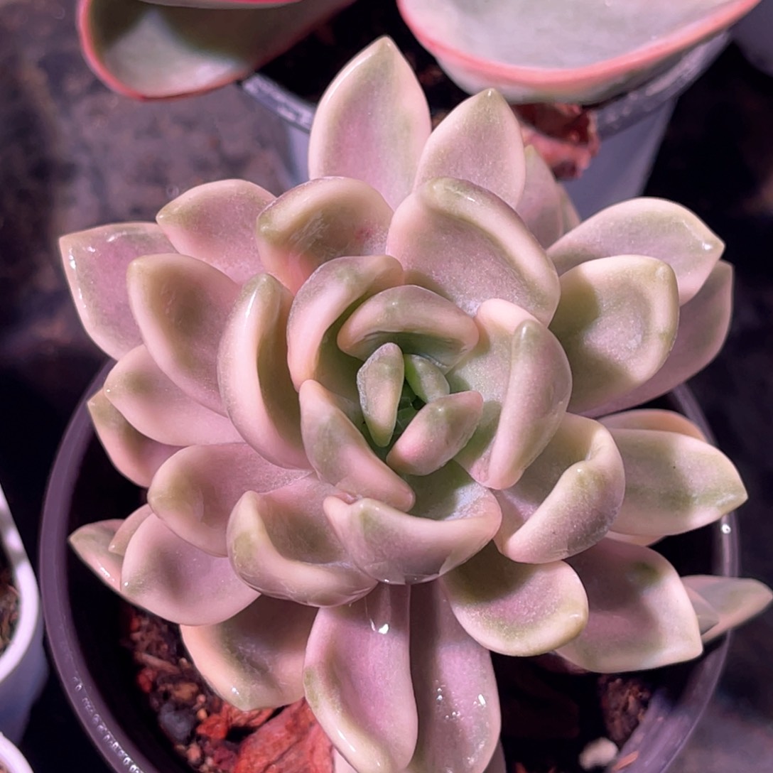 多肉特价冬美人锦