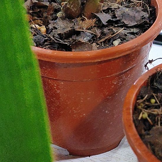 无花朵V5哦哦哦摸摸