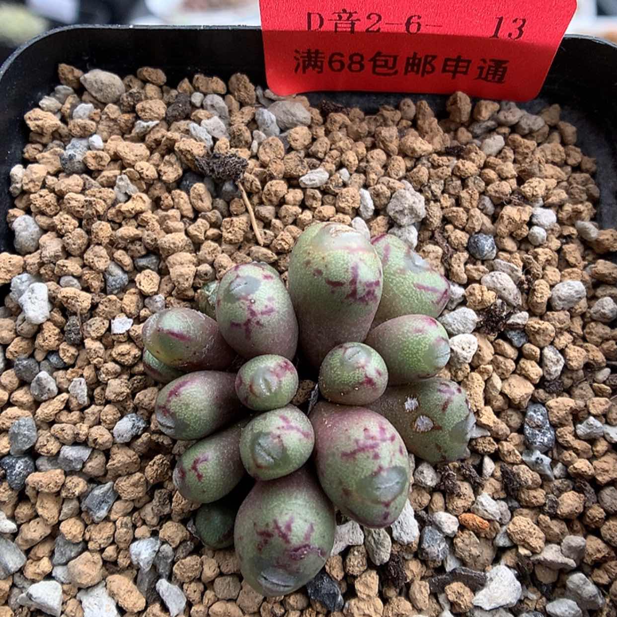 【闪购商品】2-6-13 圆头小m一群 30