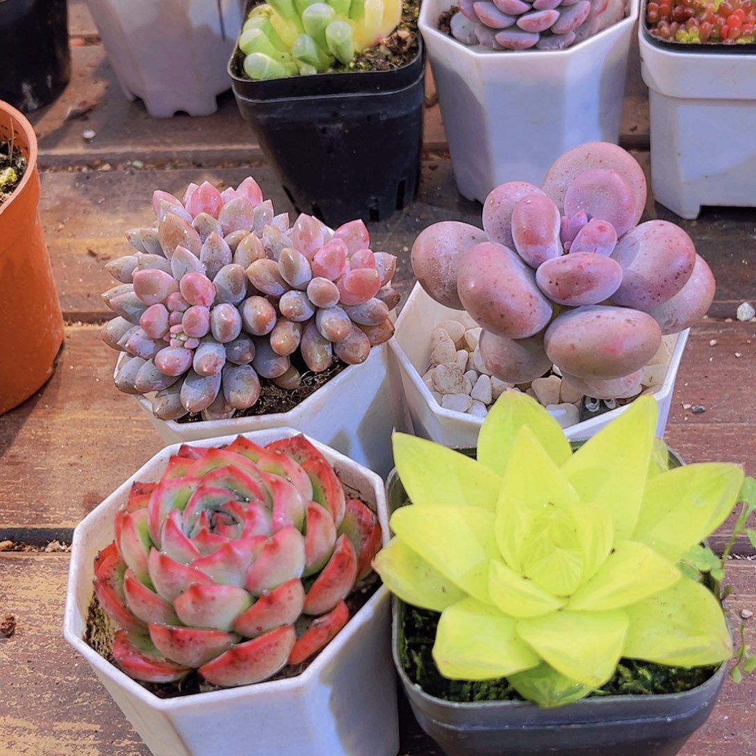 蓝舍香水➕桃美人➕侧影➕黄金雨露