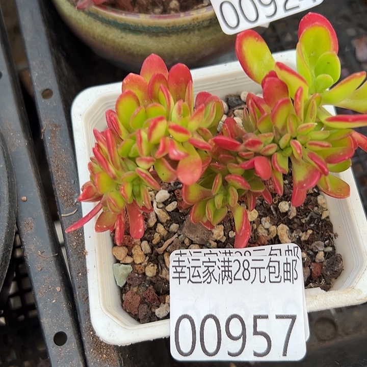 幸运的是我还没遇到过