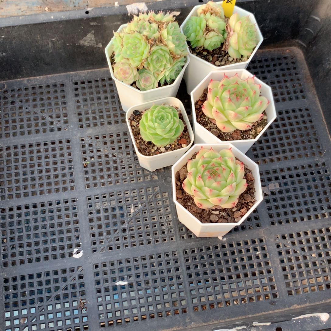 晨****无花朵T219英语英语