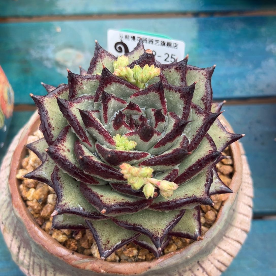 多肉一物一拍0309-25