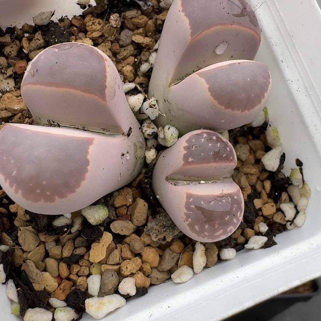 101多肉哈哈哈哈哈哈哈哈哈