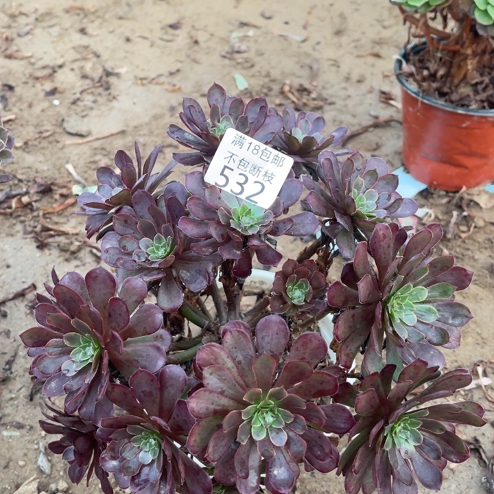 532黑铜壶变异绣球1