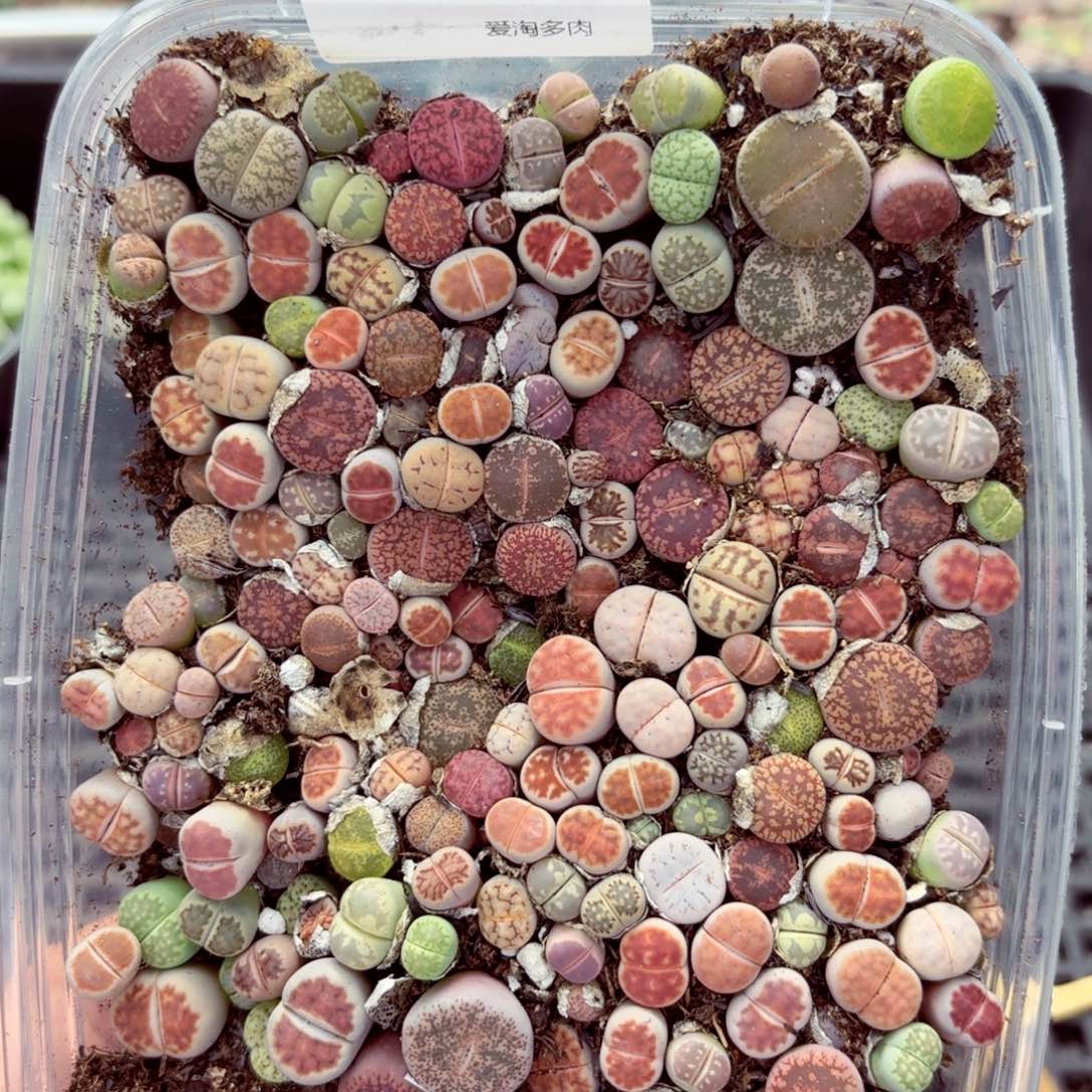 6165—生石花 生石花