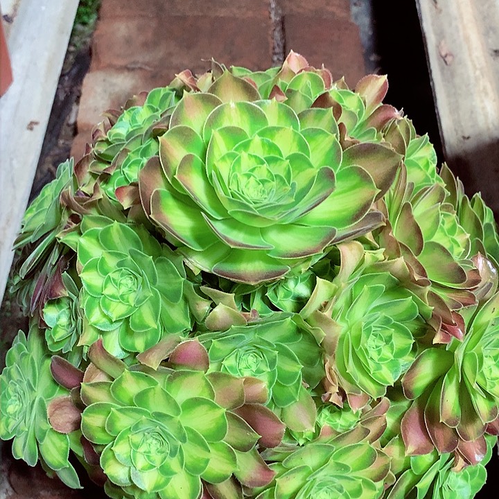 韶华捧花，多肉植物