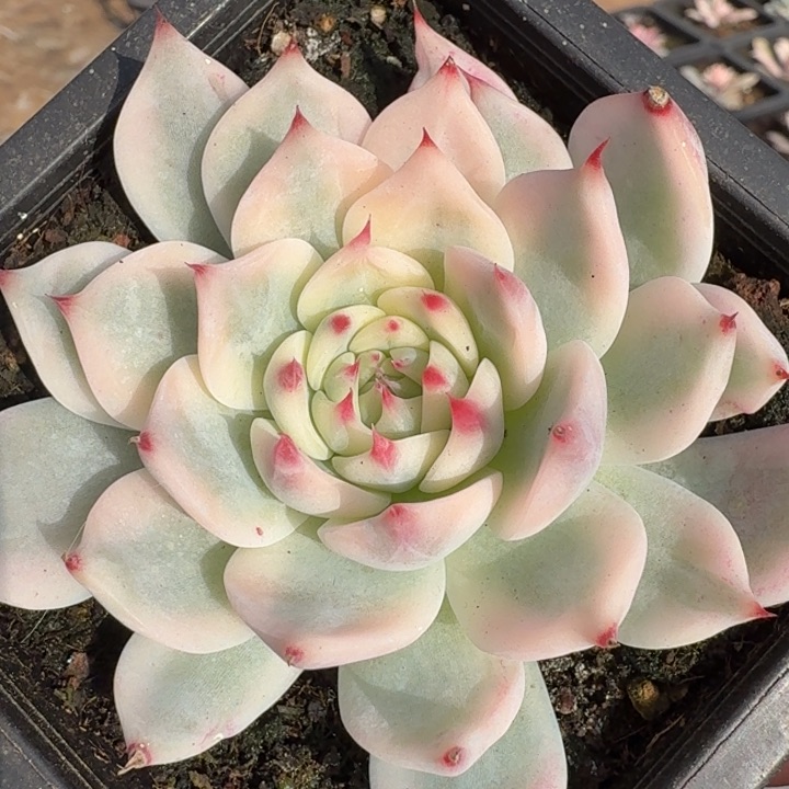 姐啊娃锦轮锦宽叶