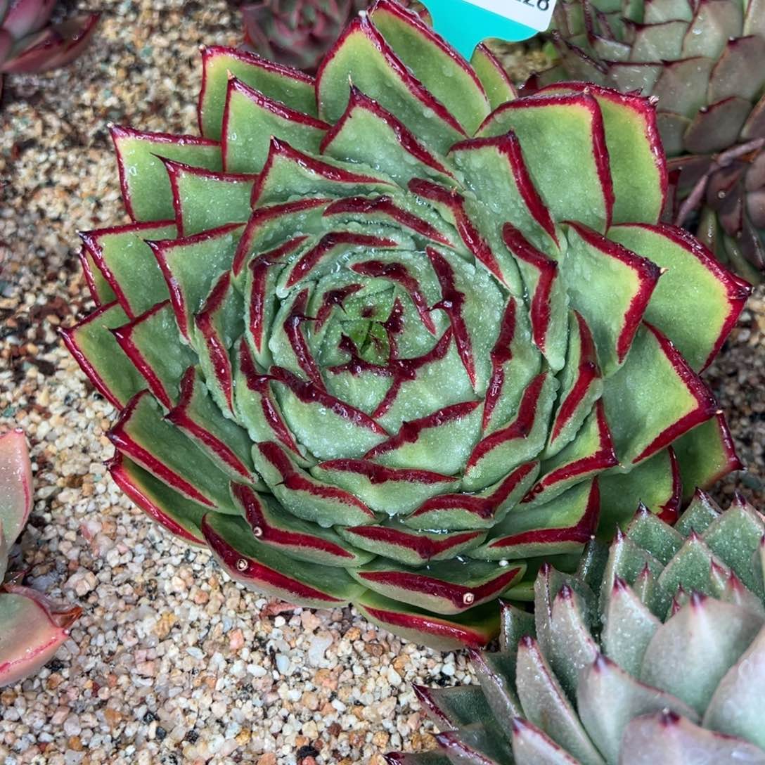 从前慢多肉精选编号0116.228