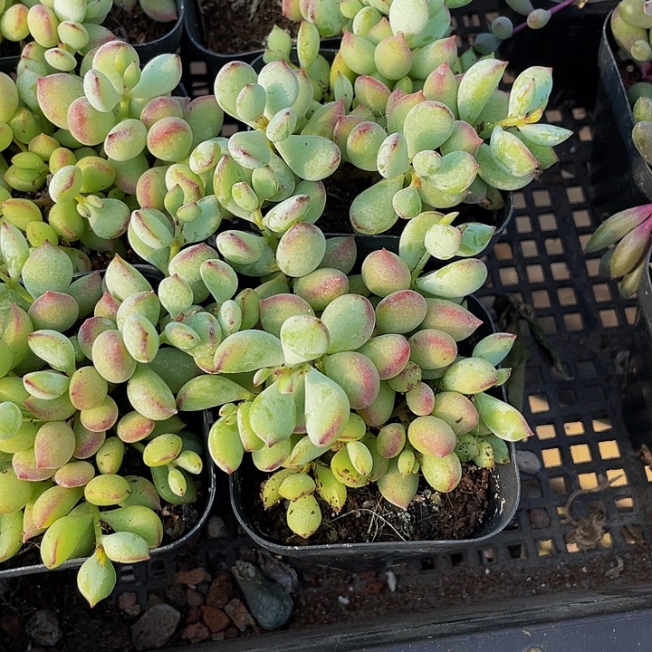 达磨福娘带盆土发货