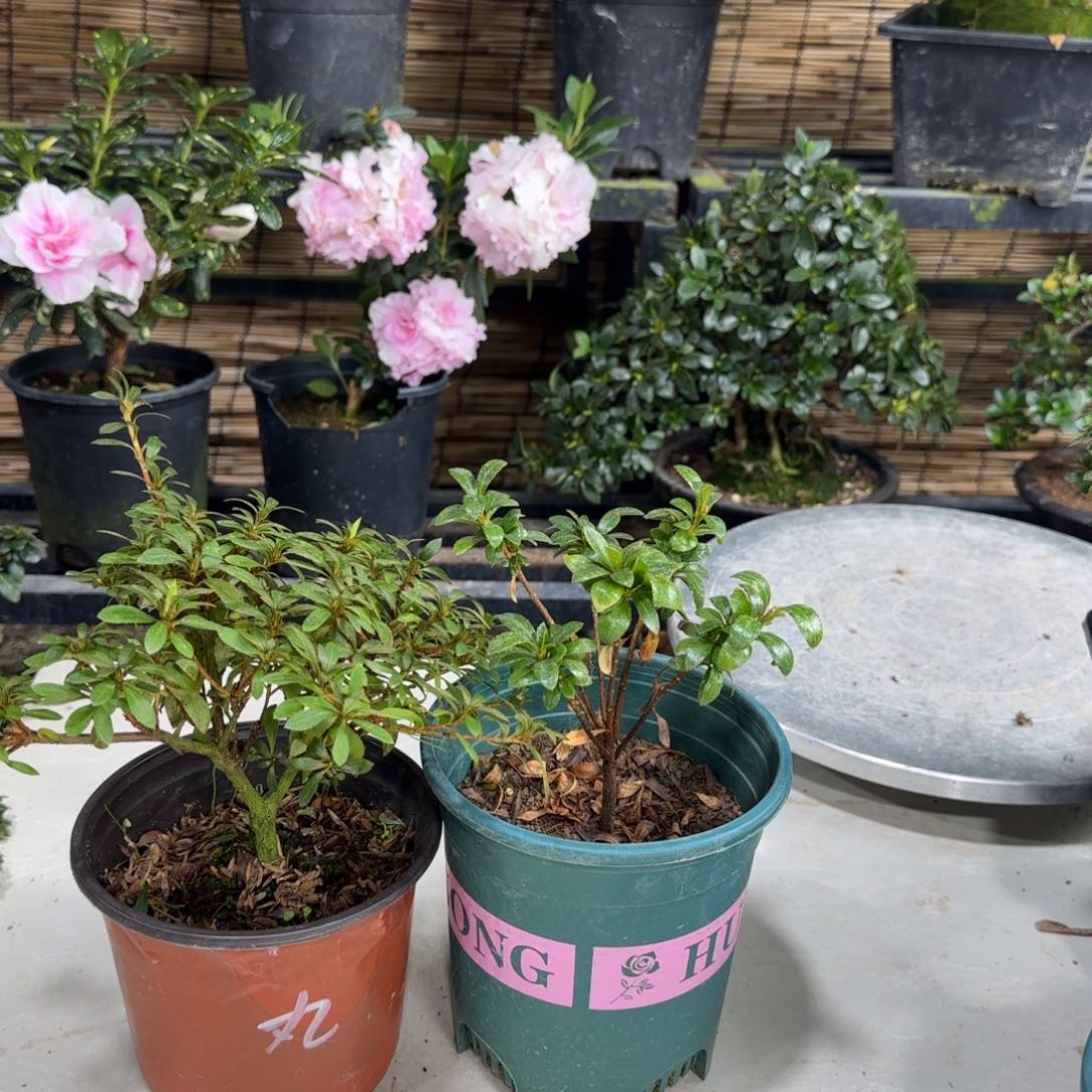 那***娜完全开放金泽雅 日日之丸