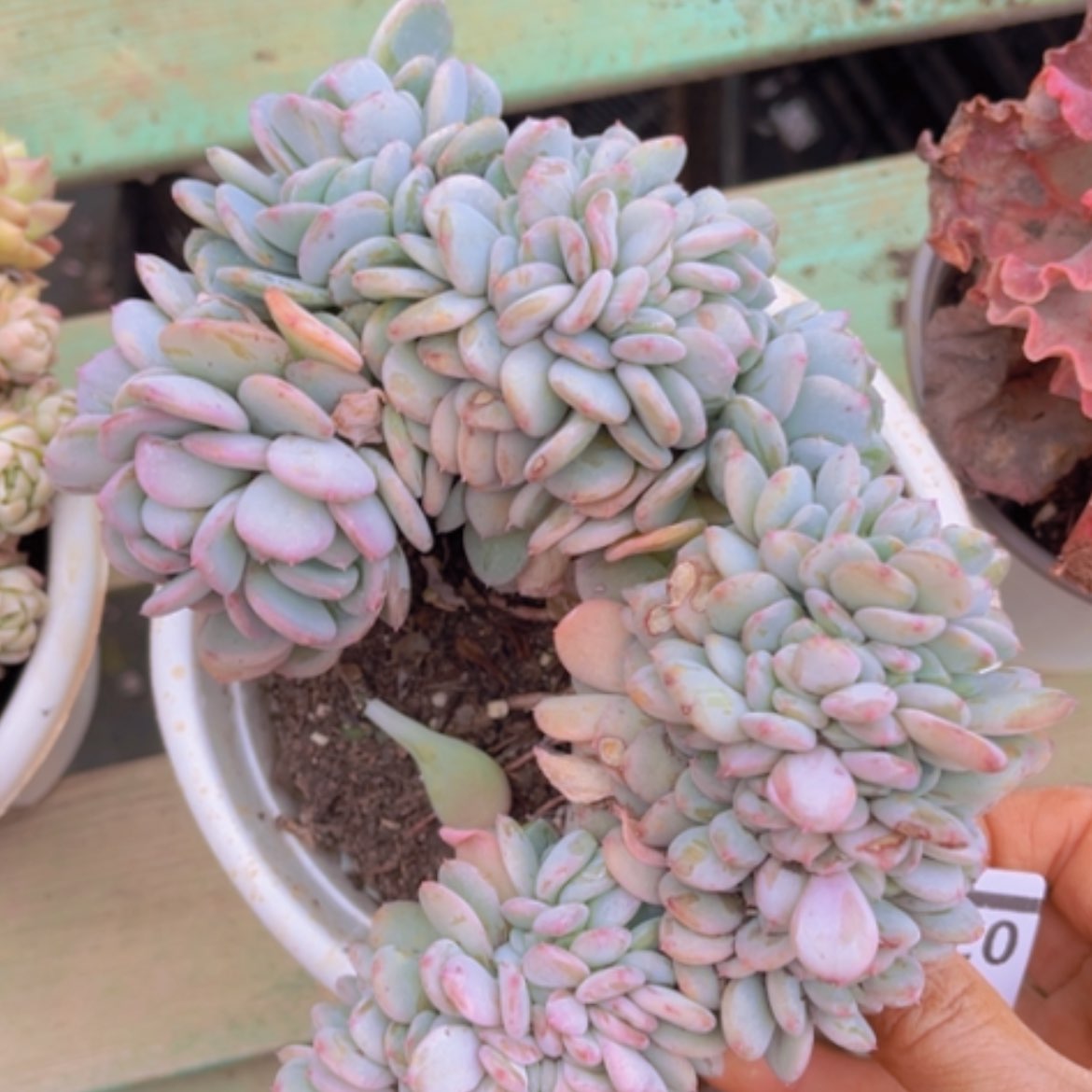 【闪购商品】玛瑙缀03273