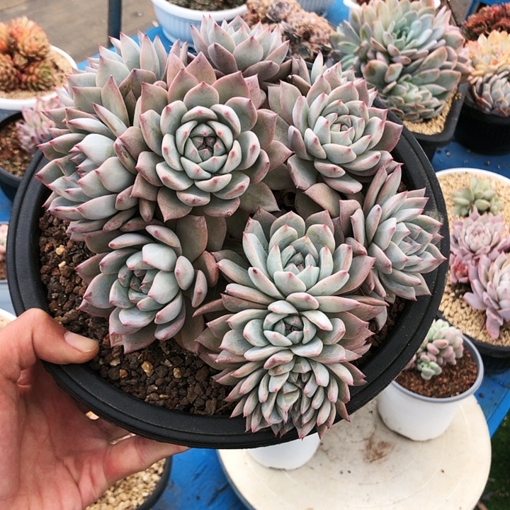 守*粉蓝鸟缀化大群多肉植物