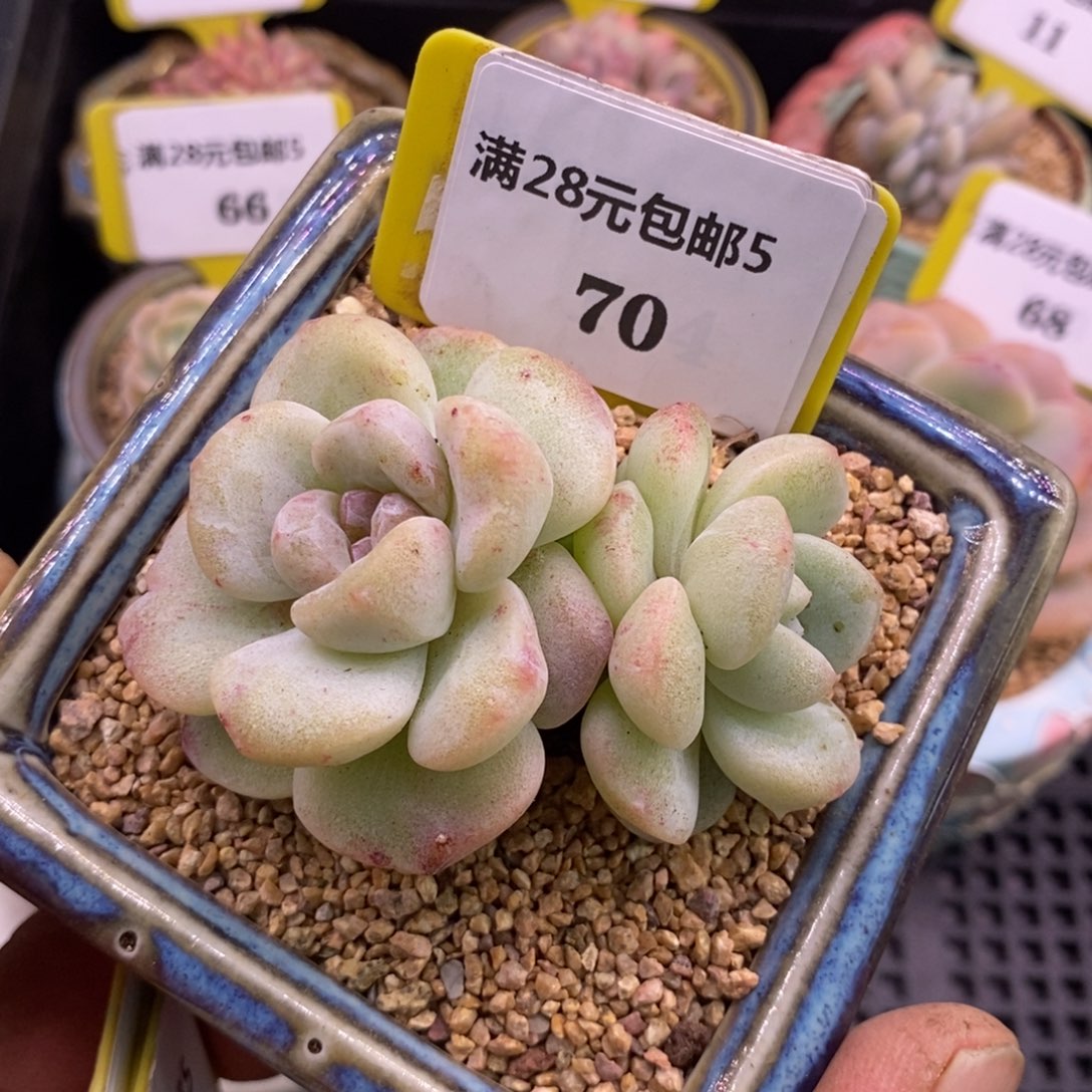 570趴地冰玉石化老桩