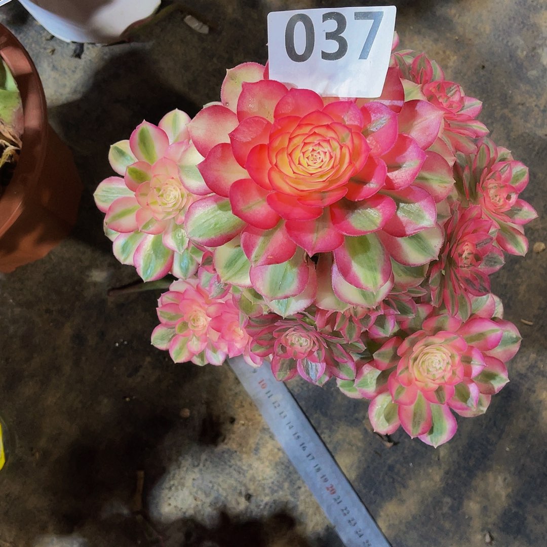 小*倾城037拖土发货