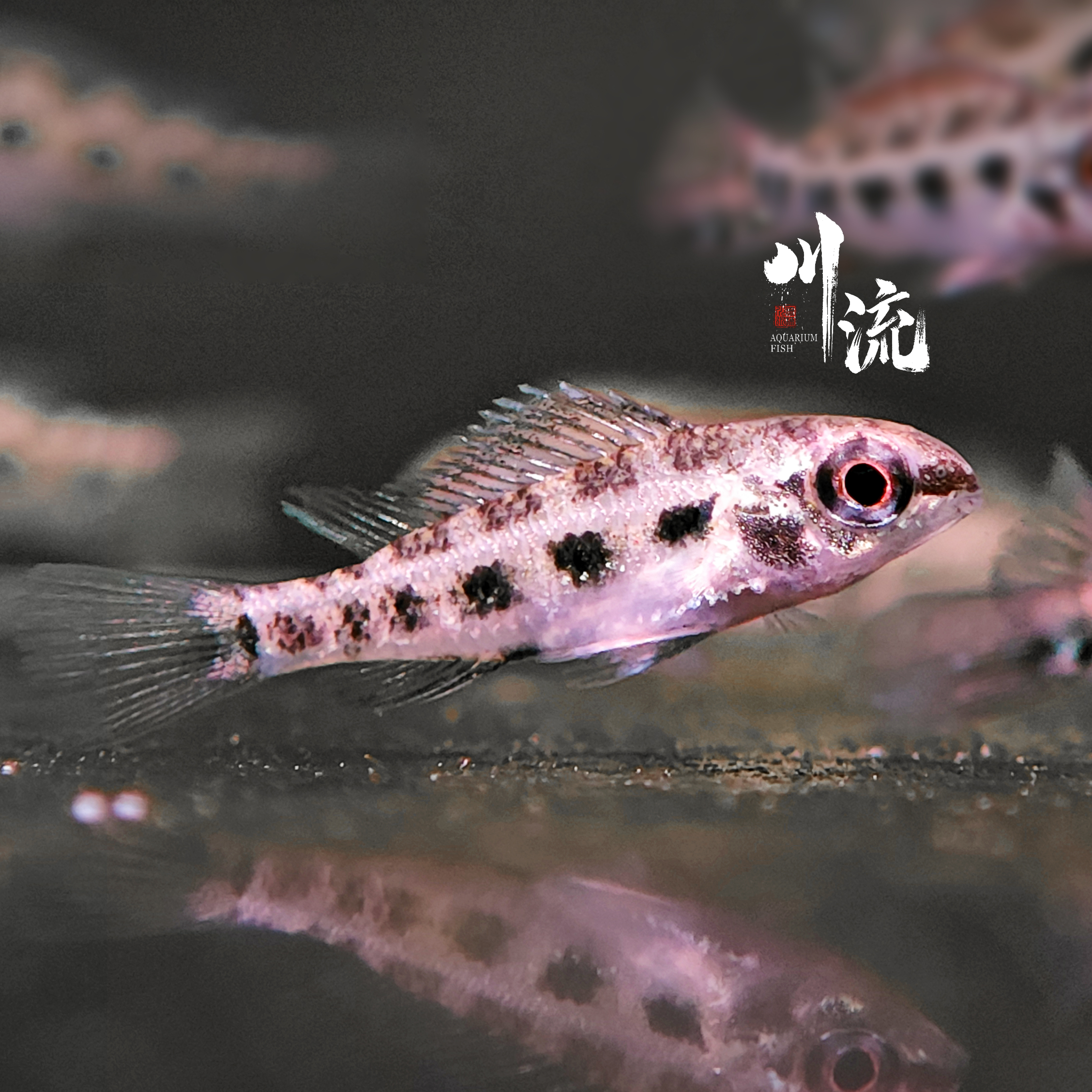 【川流AquariumFish】燕尾棋盘短鲷小型热带观赏鱼/已定水检疫