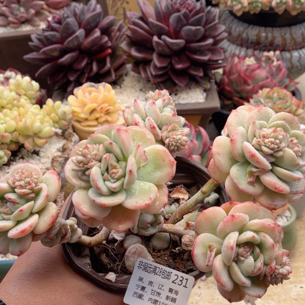 【闪购商品】231香草