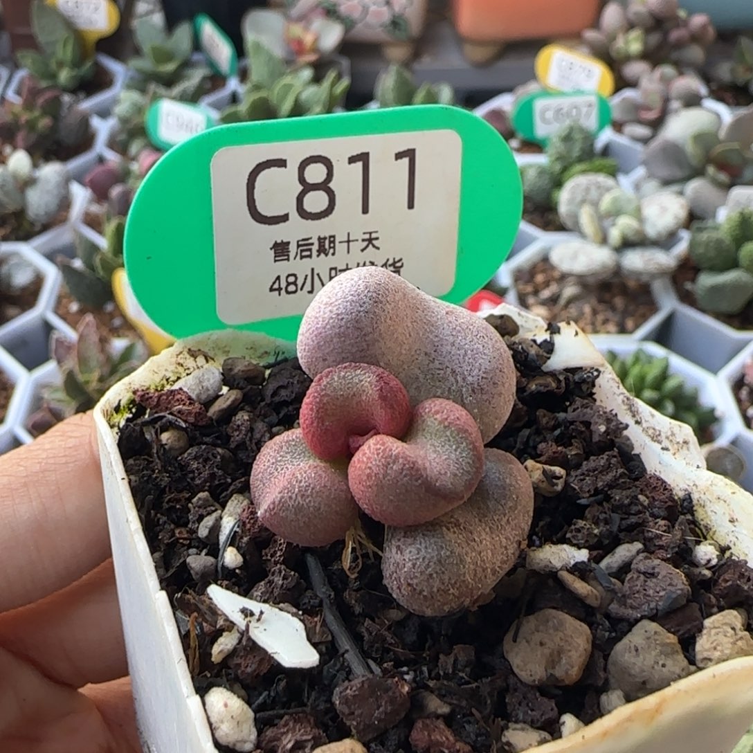 定***格粉哈。     811。      