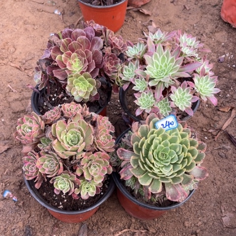 240多肉植物组合，