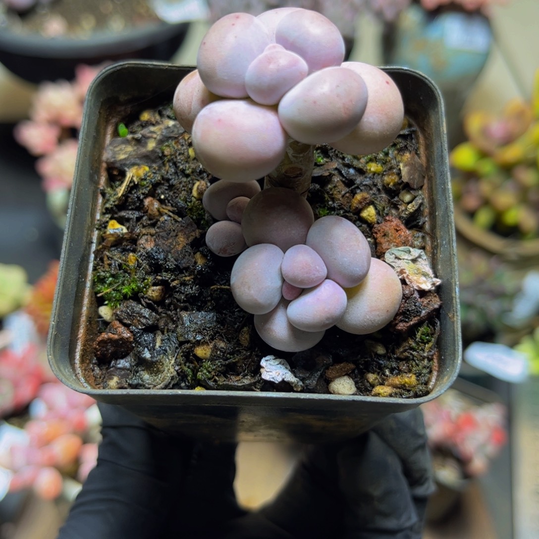 395芭比奶酪5厘米多肉